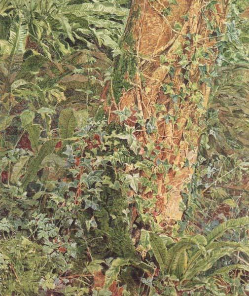 Albert Joseph Moore,ARWS Study of an Ash Trunk (mk46) oil painting picture
